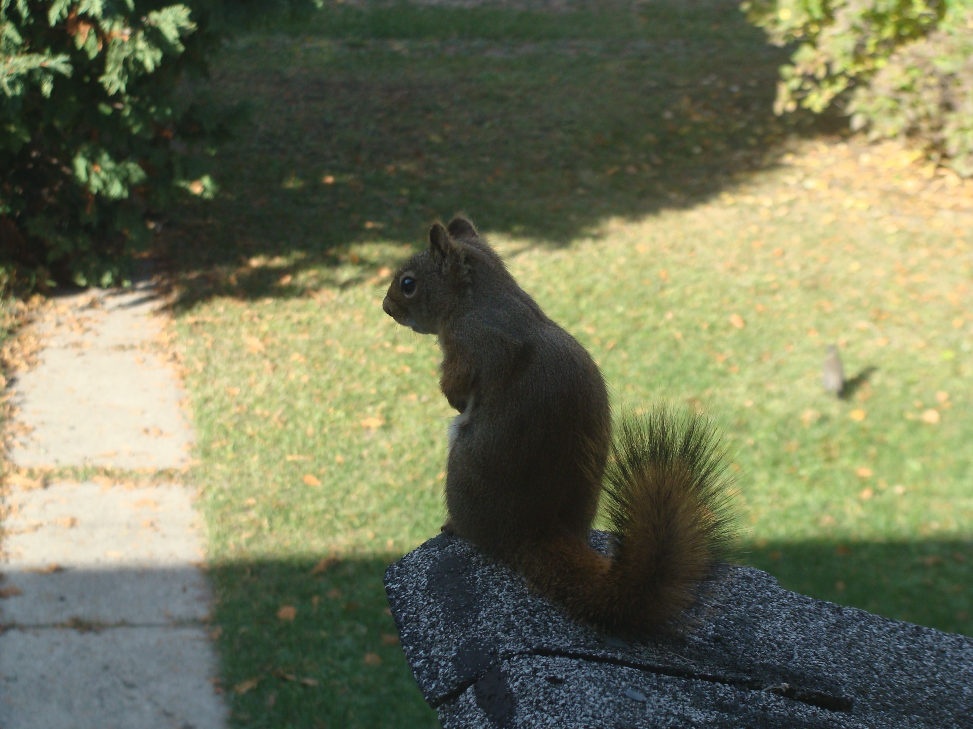 Wild Animals Of Alberta, Canada — Steemit